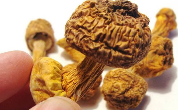 巴西菇、姬松茸烘干机-怎样烘干色泽好且菇体褶片完整？