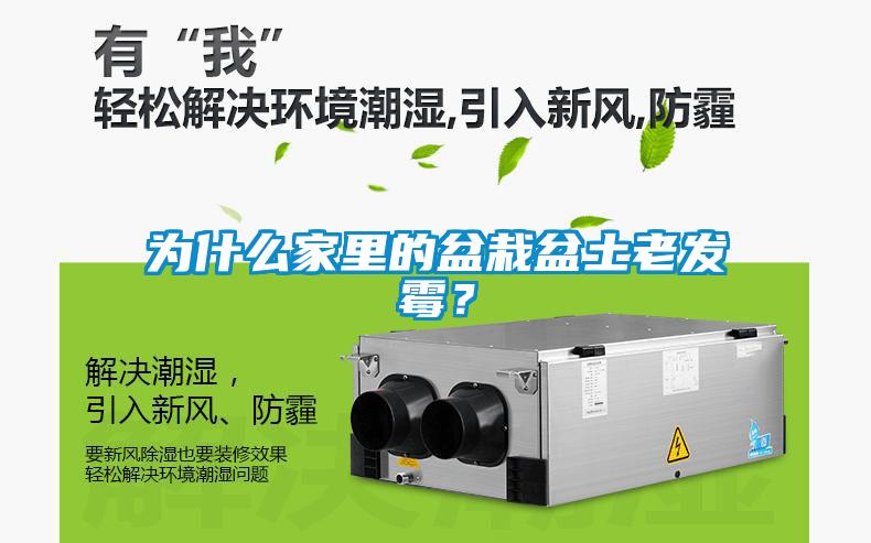 为什么家里的盆栽盆土老发霉？