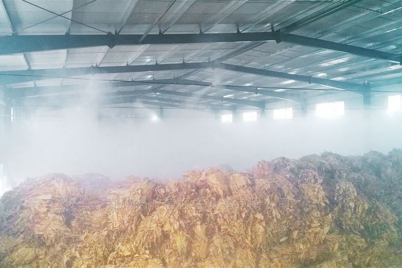 提升烟叶加工质量，高效回潮很重要