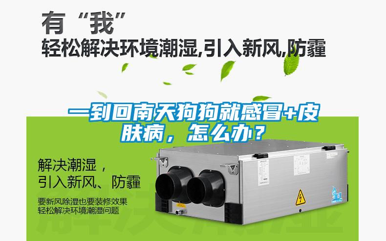 一到回南天狗狗就感冒+皮肤病，怎么办？