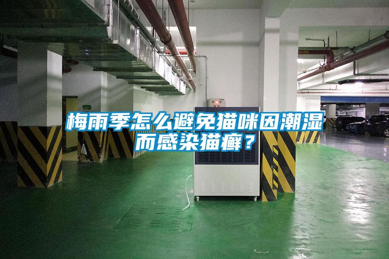 梅雨季怎么避免猫咪因潮湿而感染猫癣？