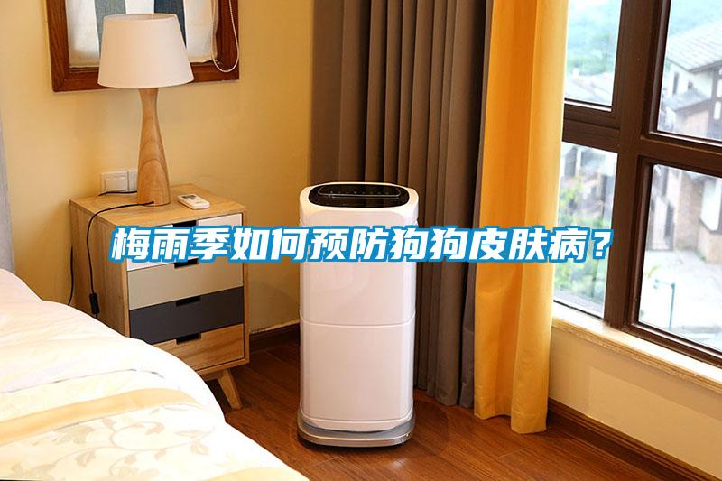 梅雨季如何预防狗狗皮肤病？