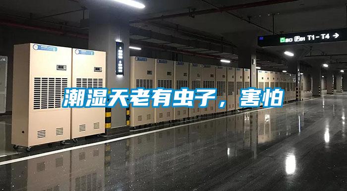 潮湿天老有虫子，害怕