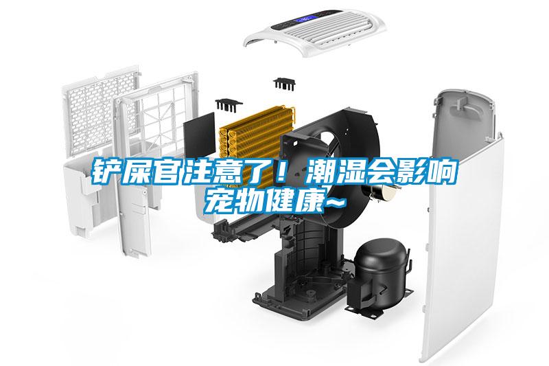 铲屎官注意了！潮湿会影响宠物健康~