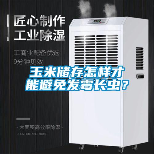 玉米储存怎样才能避免发霉长虫？