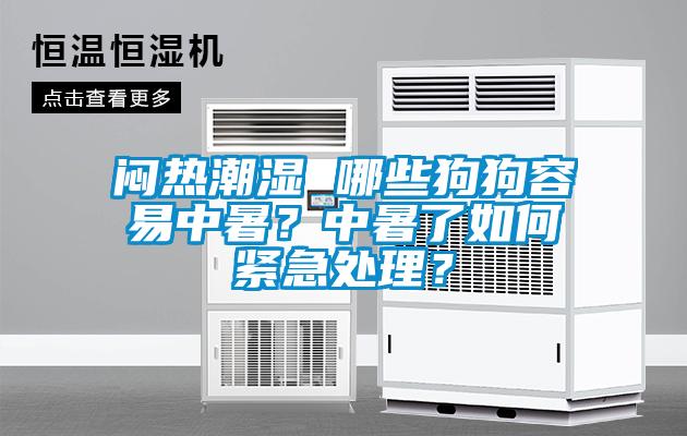 闷热潮湿 哪些狗狗容易中暑？中暑了如何紧急处理？