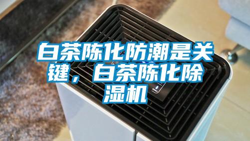 白茶陈化防潮是关键，白茶陈化香蕉福利视频机